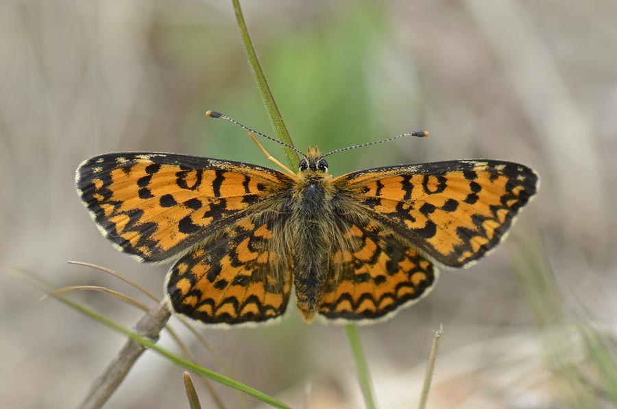 Melitaea didyma, 